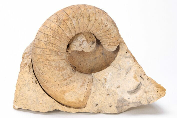 Ordovician Nautiloid (Plectoceras) Fossil - Wisconsin #215202